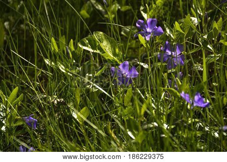 Spring flowers bloomed in the city park
