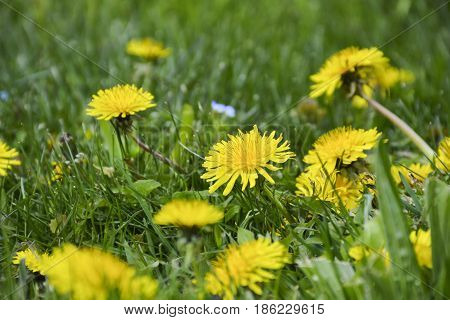 Spring flowers bloomed in the city park