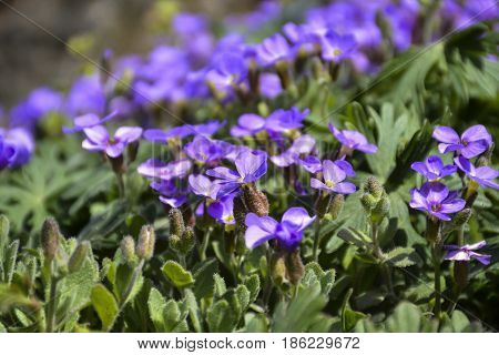 Spring flowers bloomed in the city park