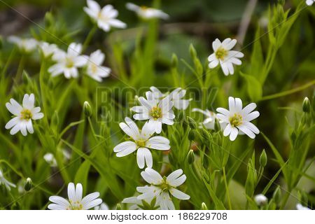 Spring flowers bloomed in the city park