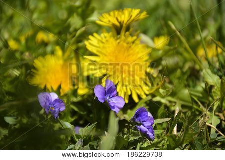 Spring flowers bloomed in the city park