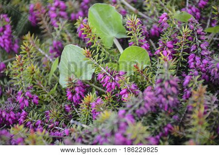 Spring flowers bloomed in the city park