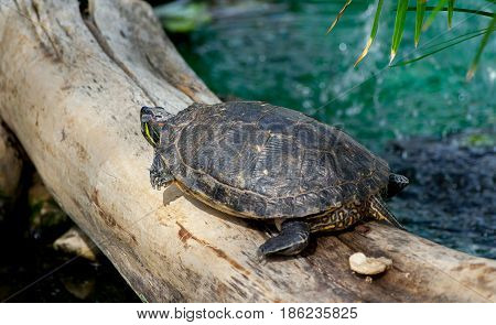 freshwater red-bellied turtle, red-bellied turtle, top and rear view, sits on a thick log in the pool in botanical garden, thin palm leaves in  upper corner,  tail, head, paws with claws are visible