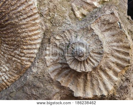 Detail of Scapithes amonite found in Morocco North Africa