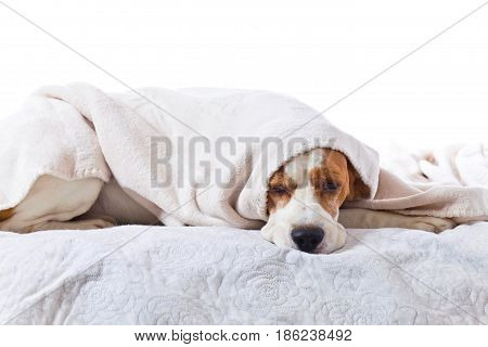 Sad Sick Dog Under A Blanket