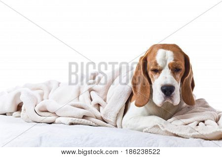 Sad Sick Dog Under A Blanket