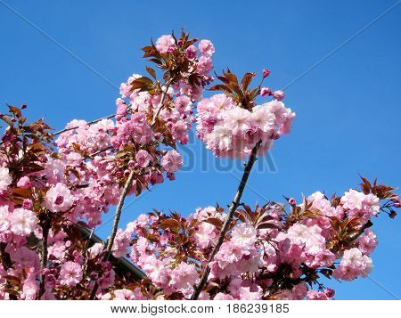 The sakura branchs in Thornhill Canada May 11 2017