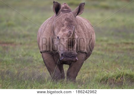 Close up a white rhinoceros Namibia Africa