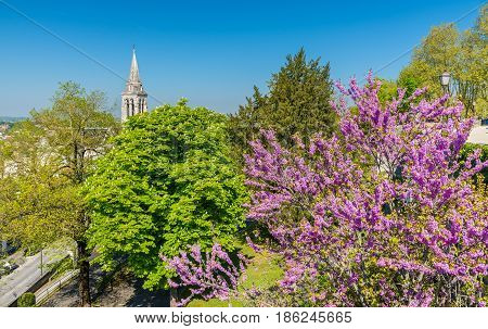 Spring tree blossom in Angouleme - France, Charente