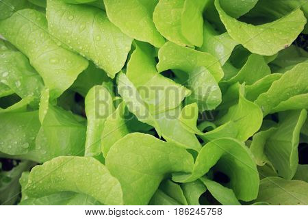 Fresh green lettuce salad. Veggie background. Colorful greenery in the garden. Vegetarian food. Healthy lifestyle. Macro photo.