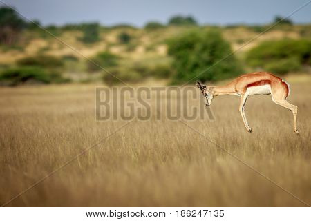 Springbok Pronking In The Central Kalahari.