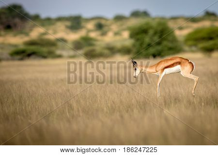 Springbok Pronking In The Central Kalahari.
