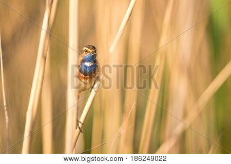 Male bluethroat or Luscinia svecica is perching on reed
