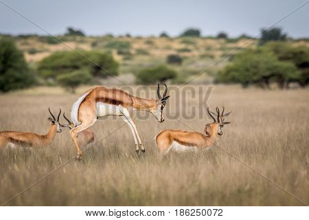 Springbok Pronking In The Central Kalahari.