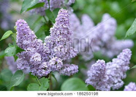 Lilac. Beauty in nature. Lilac garden. Spring flowers background.