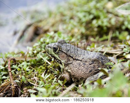 American Bullfrog or Lithobates Catesbeianus sitting on the shore of a freshwater lake