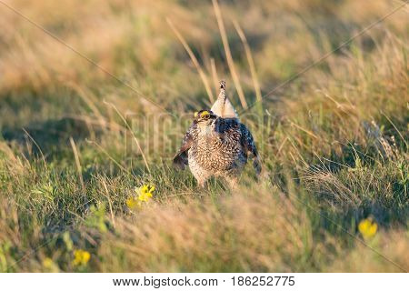 Sharp-tailed Grouse Lek