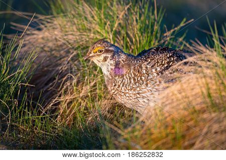 Sharp-tailed Grouse Lek