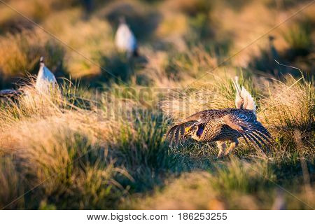 Sharp-tailed Grouse Lek