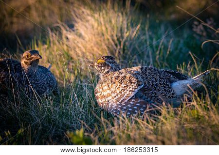Sharp-tailed Grouse Lek
