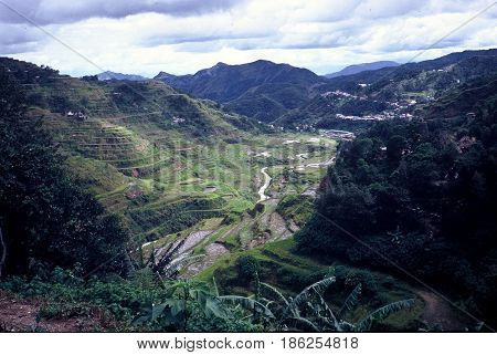 Rice is cultivated in the ancient rice terraces, carved into the mountains, near the city of Banaue, Ifugao Province, in the Philippines.