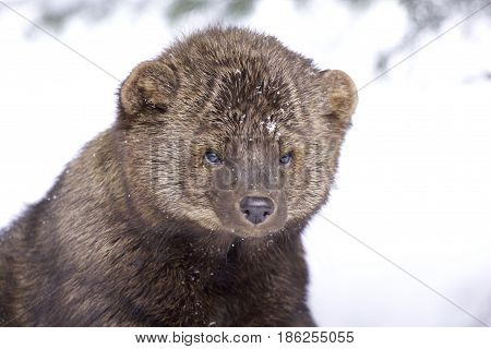 Fisher portrait in deep snow on winter day