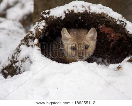 Pine martin hiding in hollow log in snow during winter