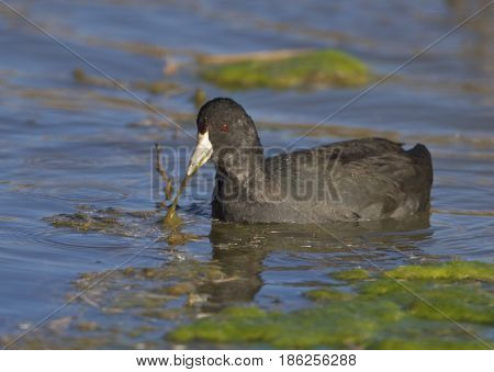 American Coot