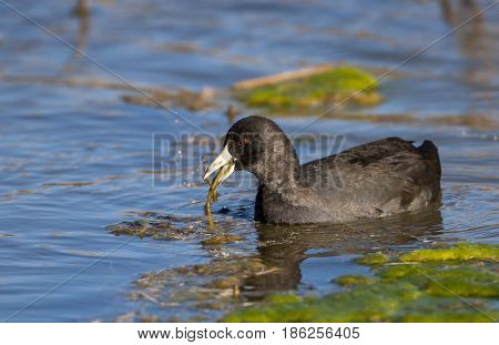 American Coot In Pond Eating Aquatic Plants With Algae And Other Plants Nearby