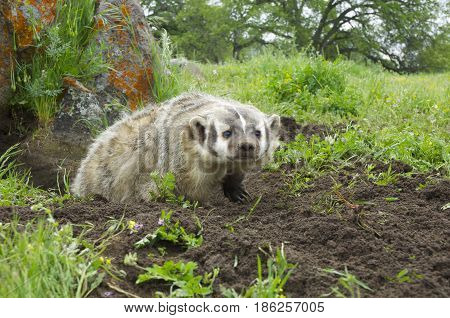 American Badger