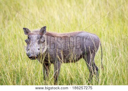 Warthog Standing In Long Grass.
