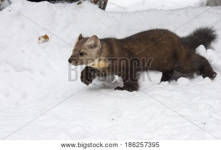 Pine Marten Walking In Deep White Snow, Profile View, In Winter Time