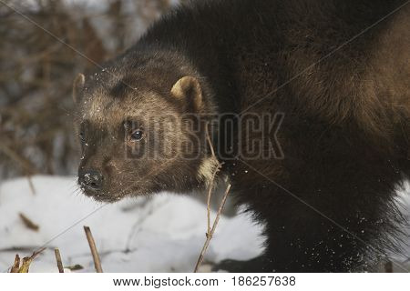 Wolverine