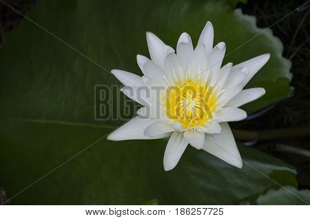 a close-up shot for a white Lotus flower in blossom