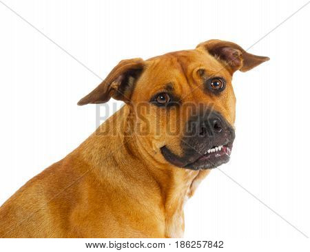 Mixed Breed Pit Bull