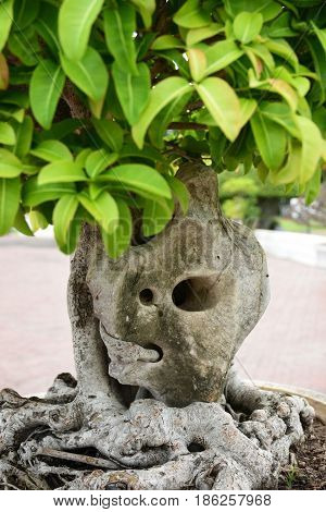 Bonsai-like dinosaur for decoration in the garden.