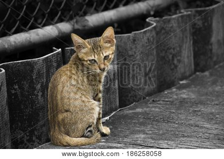 Fat cats sitting on the roadside cement.