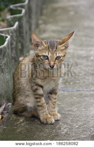 A cute cat sits on a pavement.