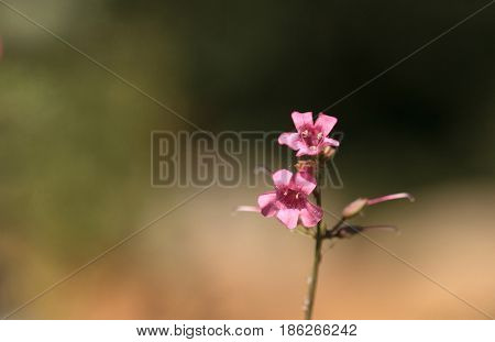 Pink flower of Scabland penstemon Penstemon deustus grows in a field in spring in Southern California USA