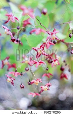 Small pink flowers on a gray-green background