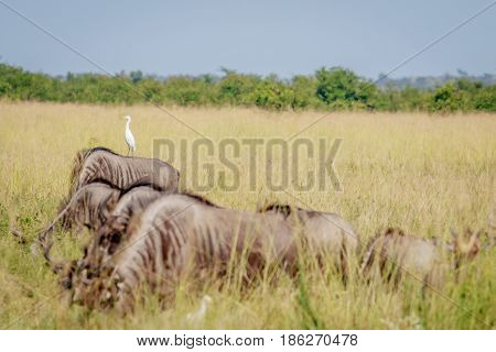 Cattle Egret Standing On A Blue Wildebeest.