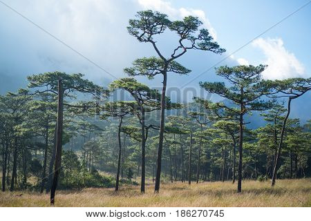 Phu Soi Dao