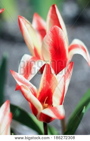 Two red and white striped tulips on a gray background