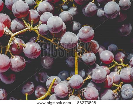 Red Grape Fruits, Faded Vintage Look