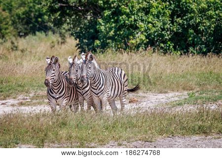 Group Of Zebras Standing In Grass.