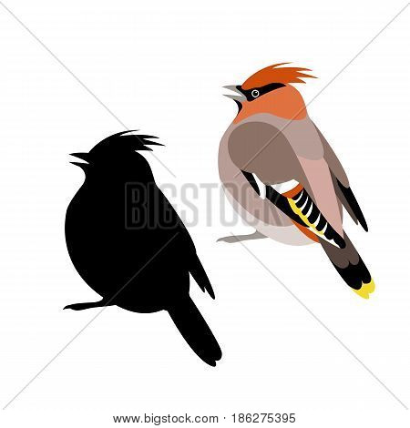 waxwings vector illustration style Flat black silhouette