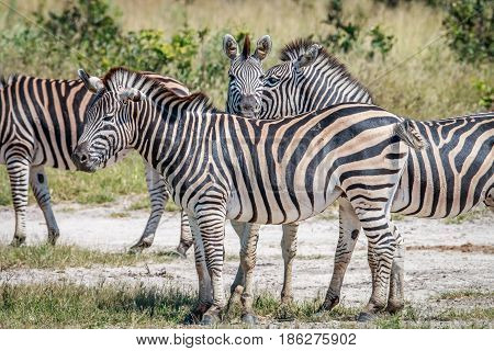 Group Of Zebras Bonding In Chobe.