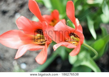 Two scarlet tulips with a yellow center on a gray-green background