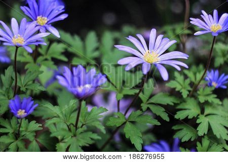 Bloom of blue daisies on a green background