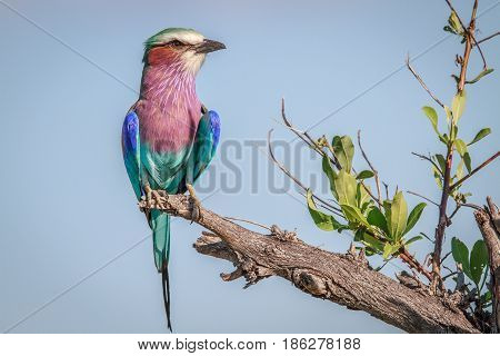 Lilac-breasted Roller On A Branch.